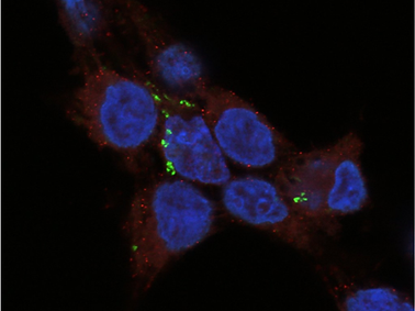IFN-Independent Broad-Spectrum Antivirals cover