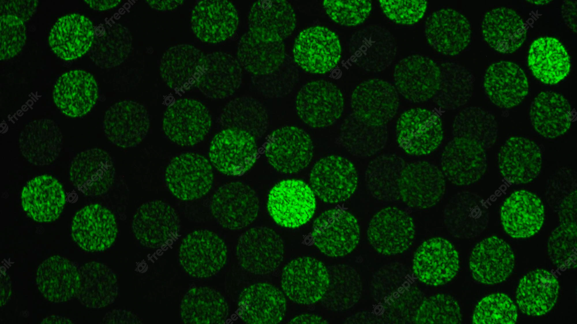 IRF3 Stability in Antiviral Response cover