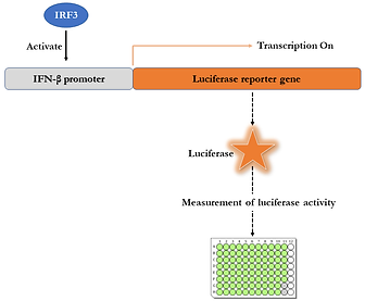 PMRF Annual Review — Broad Spectrum IFN-Independent Antiviral Innate Immunity